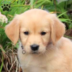 Fern, Golden Retriever Puppy