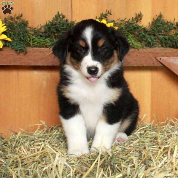 Figgy, Australian Shepherd Puppy