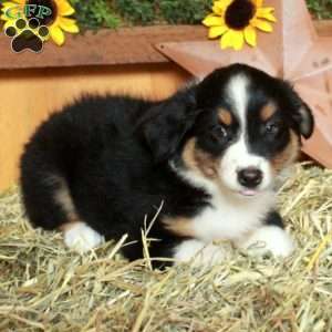 Figgy, Australian Shepherd Puppy