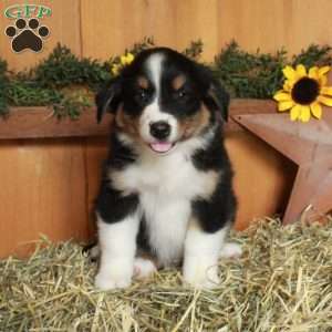 Figgy, Australian Shepherd Puppy