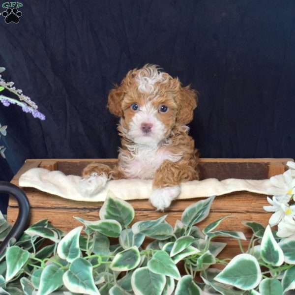 Fin, Miniature Poodle Puppy