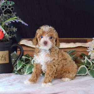 Fin, Miniature Poodle Puppy