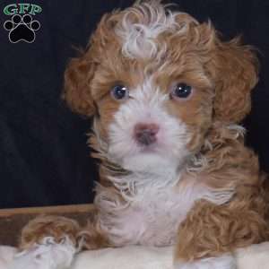 Fin, Miniature Poodle Puppy
