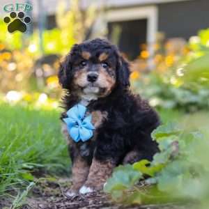 Finn, Mini Bernedoodle Puppy