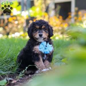 Finn, Mini Bernedoodle Puppy