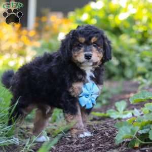 Finn, Mini Bernedoodle Puppy