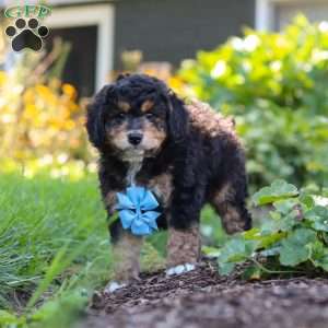 Finn, Mini Bernedoodle Puppy