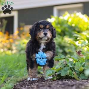 Finn, Mini Bernedoodle Puppy