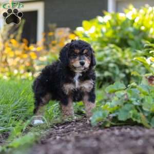 Finn, Mini Bernedoodle Puppy