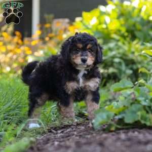 Finn, Mini Bernedoodle Puppy
