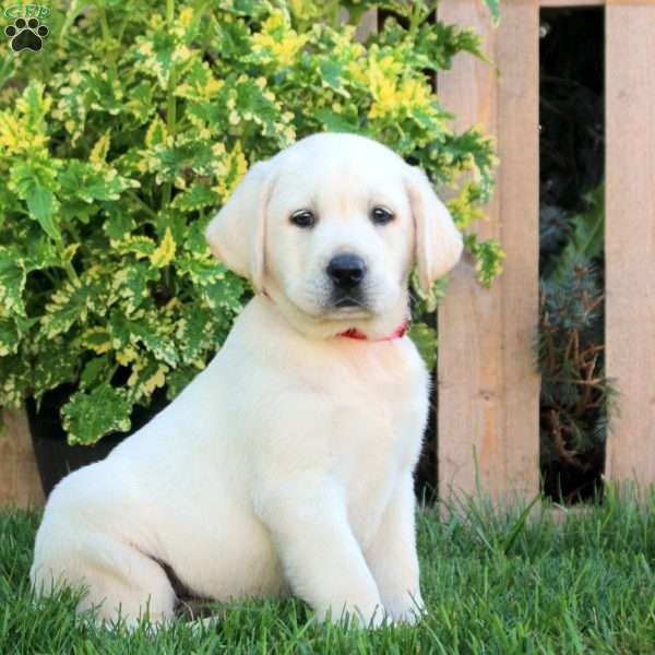 Finn, Yellow Labrador Retriever Puppy