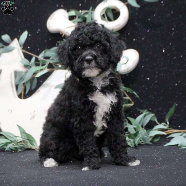 Finn, Shih-Poo Puppy