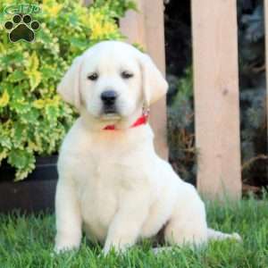 Finn, Yellow Labrador Retriever Puppy