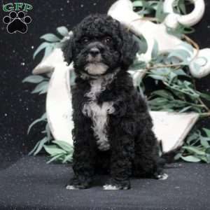 Finn, Shih-Poo Puppy