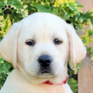 Finn, Yellow Labrador Retriever Puppy