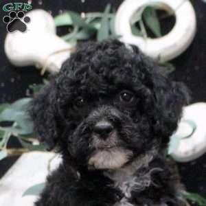Finn, Shih-Poo Puppy