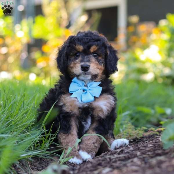Finn, Mini Bernedoodle Puppy