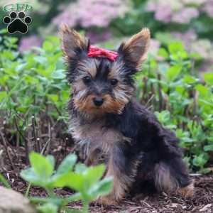 Fiona, Yorkie Puppy