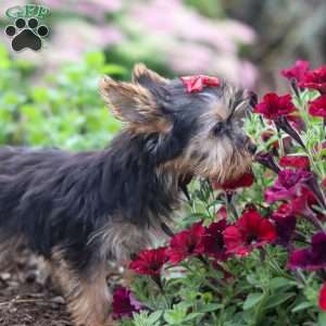 Fiona, Yorkie Puppy