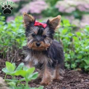 Fiona, Yorkie Puppy