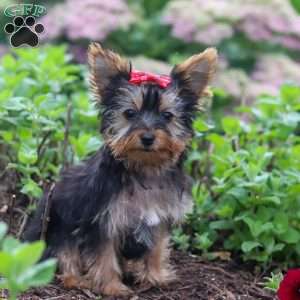 Fiona, Yorkie Puppy