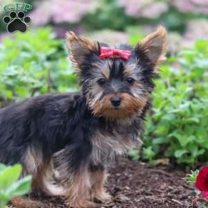 Fiona, Yorkie Puppy