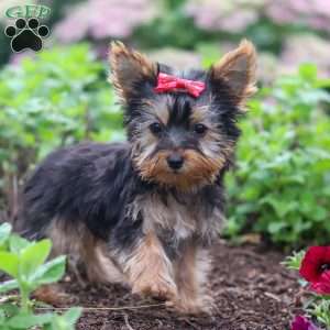Fiona, Yorkie Puppy