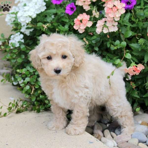 Fiona, Bich-Poo Puppy