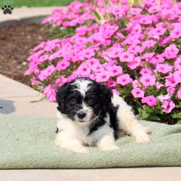 Fiona, Mini Bernedoodle Puppy