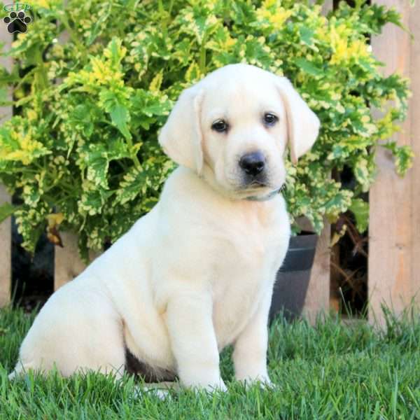 Fiona, Yellow Labrador Retriever Puppy