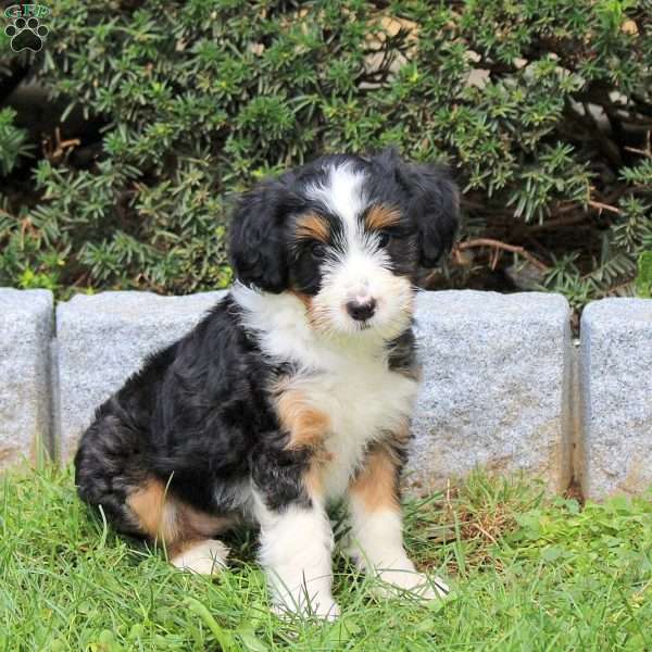 Fiona, Sheltie Mix Puppy