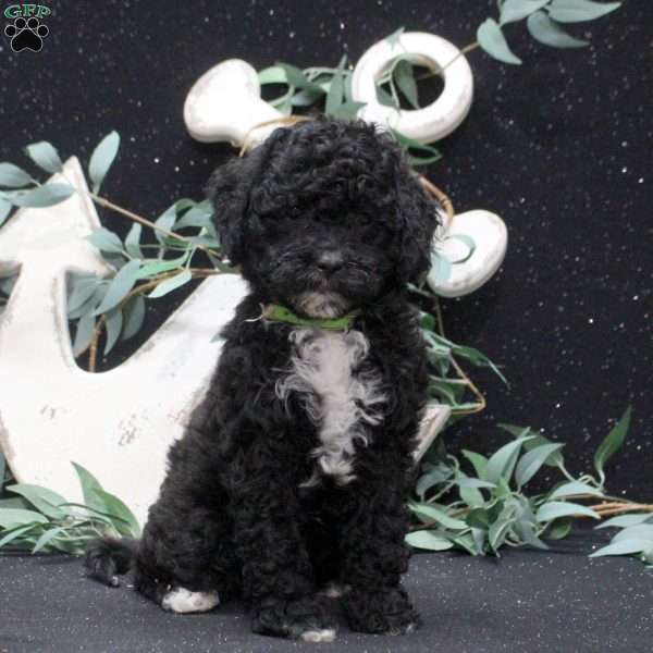 Fiona, Shih-Poo Puppy