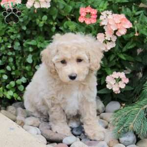 Fiona, Bich-Poo Puppy