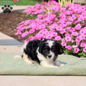 Fiona, Mini Bernedoodle Puppy