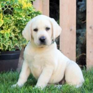 Fiona, Yellow Labrador Retriever Puppy