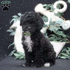 Fiona, Shih-Poo Puppy