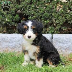 Fiona, Sheltie Mix Puppy