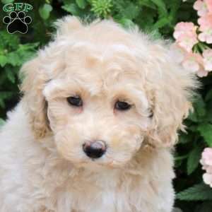 Fiona, Bich-Poo Puppy