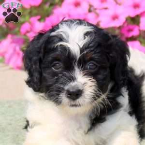 Fiona, Mini Bernedoodle Puppy