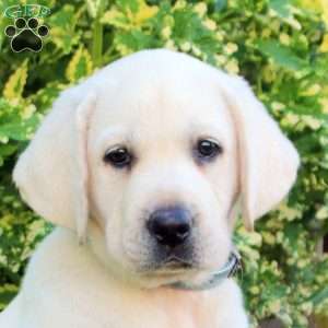 Fiona, Yellow Labrador Retriever Puppy