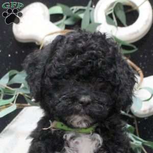 Fiona, Shih-Poo Puppy