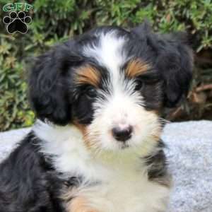 Fiona, Sheltie Mix Puppy