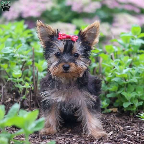 Fiona, Yorkie Puppy