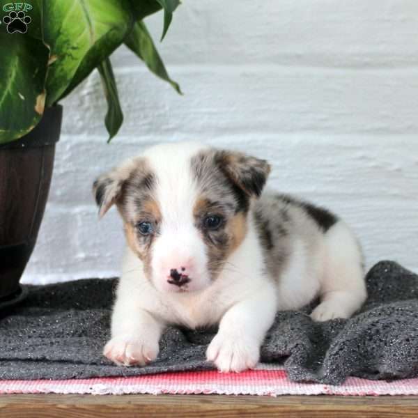 Firelight, Welsh Corgi Mix Puppy