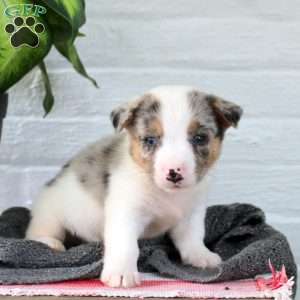 Firelight, Welsh Corgi Mix Puppy