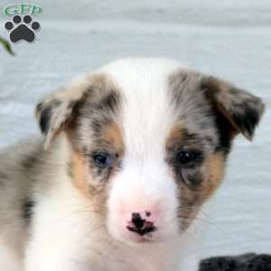 Firelight, Welsh Corgi Mix Puppy