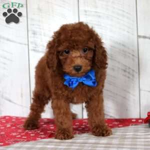 Flame, Miniature Poodle Puppy