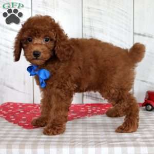 Flame, Miniature Poodle Puppy