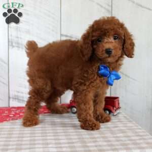 Flame, Miniature Poodle Puppy
