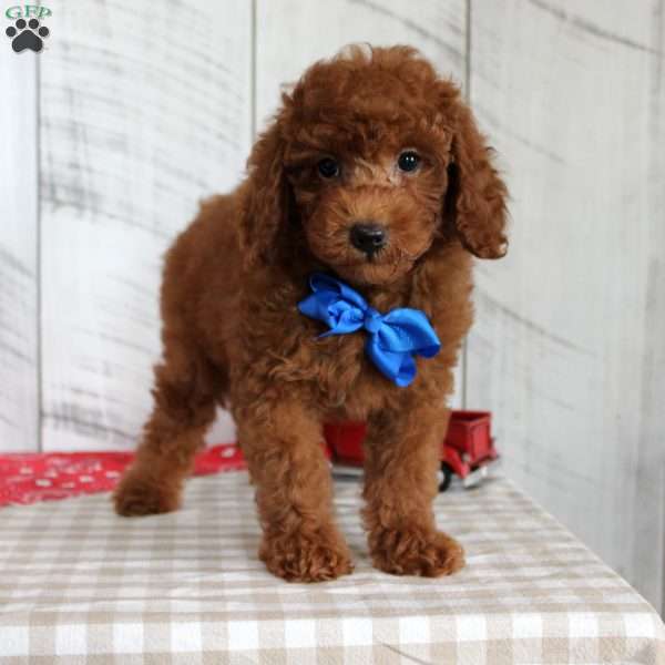 Flame, Miniature Poodle Puppy